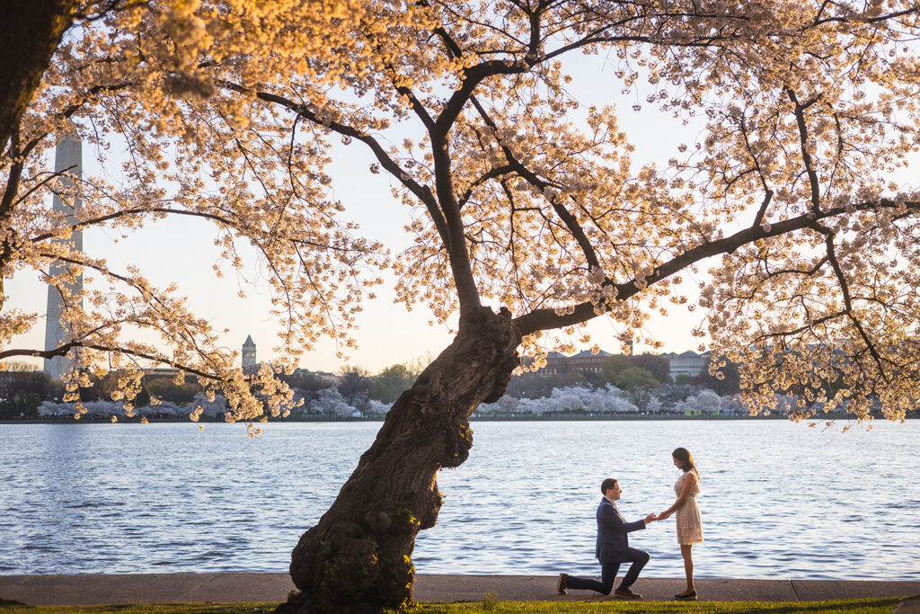 Washington DC Surprise Proposal Photographer​